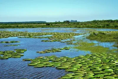 IrupÃ©s en la Provincia de Entre RÃ­os. Argentina