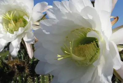 flores