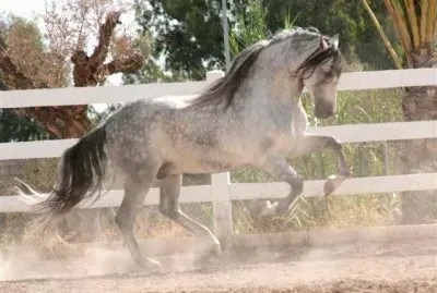 caballo espaÃ±ol