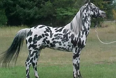 caballo frison