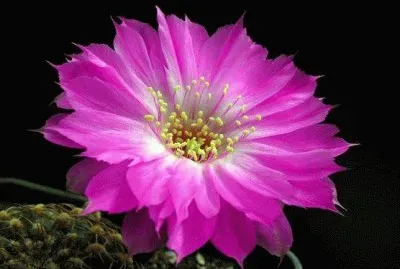 cactos