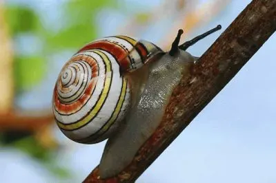 פאזל של caracol