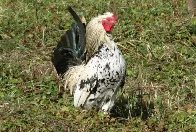 Struttin ' my stuff... who da man?