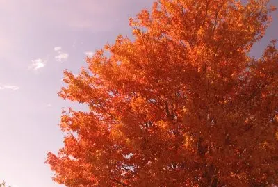 Beautiful tree next door