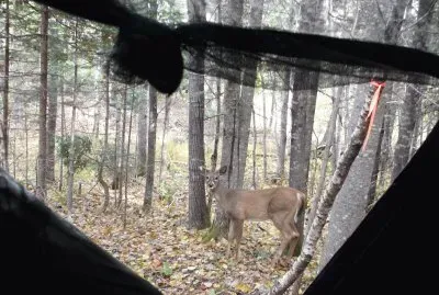 Peek-a-boo...I think I see you !