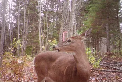 Which way did she go?