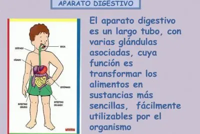 פאזל של aparato digestivo