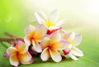פאזל של flores