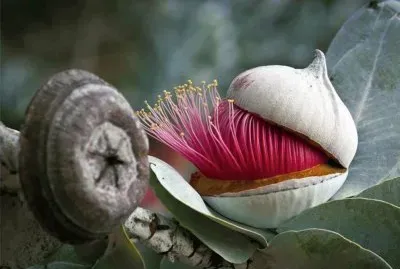 Flor de Eucalí­pto