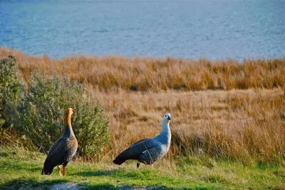 cauquenes jigsaw puzzle