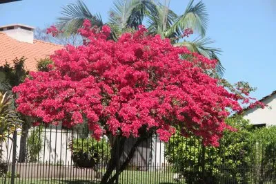 primavera jigsaw puzzle