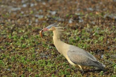 chiflÃ³n jigsaw puzzle