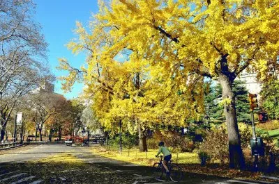 ginkgo biloba