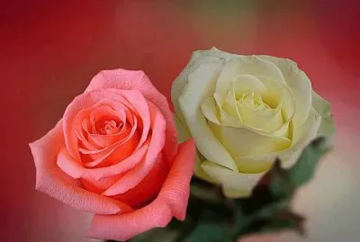 rosas