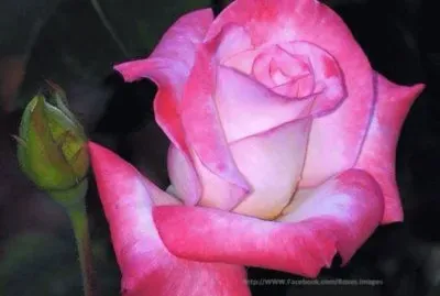 rosas