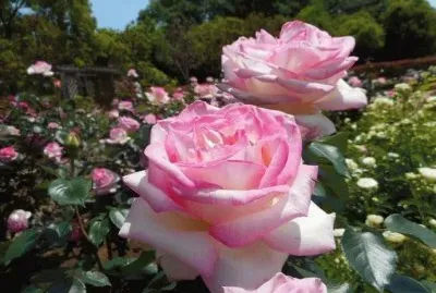 rosas