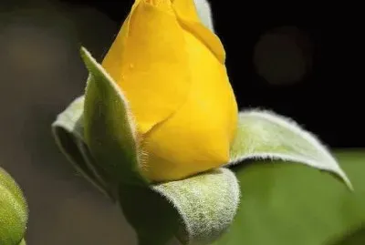 rosas