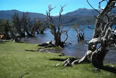 Quila Quina. NeuquÃ©n. Argentina