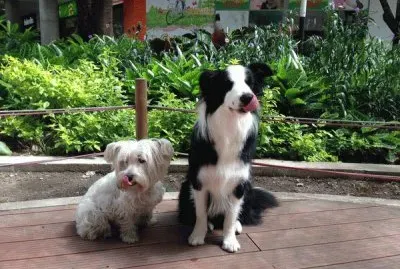 lula y kudba jigsaw puzzle