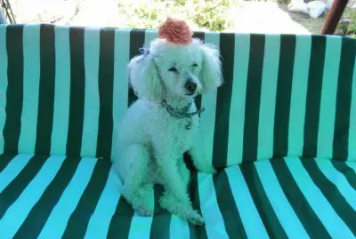 DAISY
