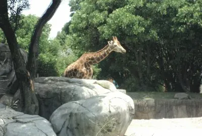 animals