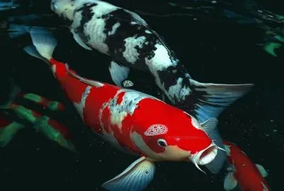 Koi Fish