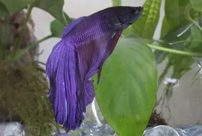 Purple Fish