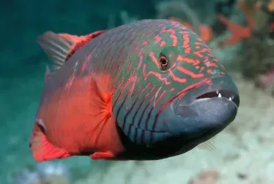 Funny Fish