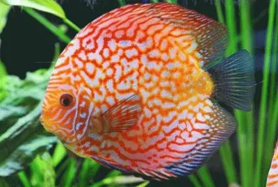 Discus