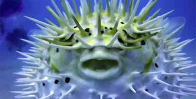 Puffer Fish