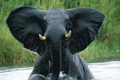 Elephant in Water