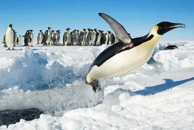 Penguins jigsaw puzzle