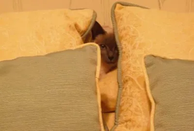 GATITA BLUE jigsaw puzzle