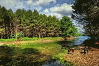 פאזל של cavalo