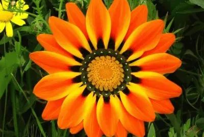 ×¤×¨×— ×”×’×–× ×™×” ××©×•× ×”