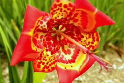 ×¤×¨×— ×”×˜×™×™×’×¨