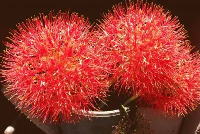 bola de fuego