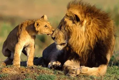 Lion and Cub