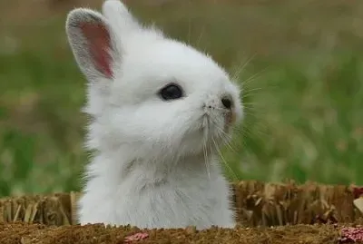 Cute Bunny