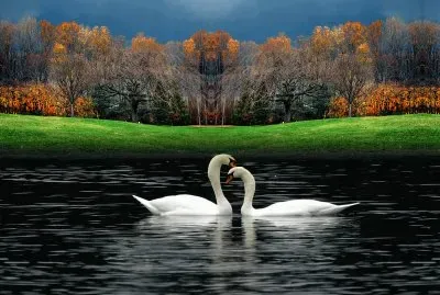 Swans jigsaw puzzle