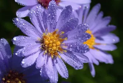 Purple Wildflower