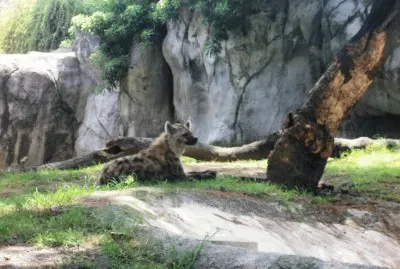 siempre sonrientes jigsaw puzzle