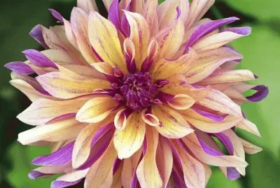 Beautiful Dahlia