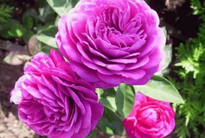 rosas