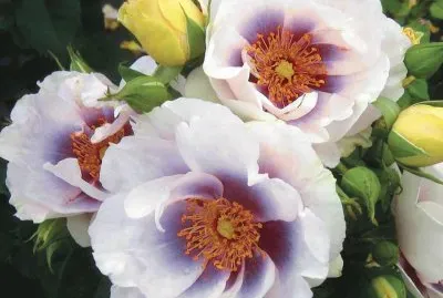 rosas