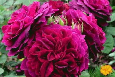 rosas