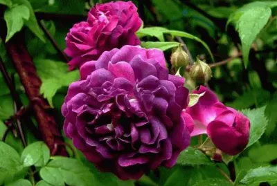 rosas