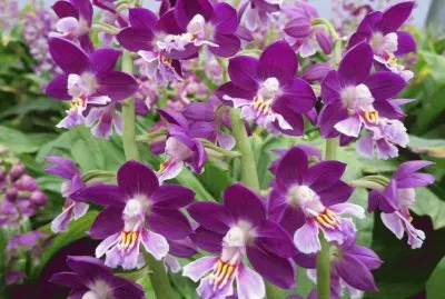 flores
