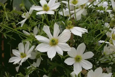 flores
