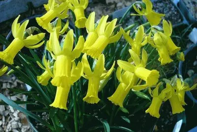 flores